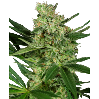 Pumpkin Spice - FEM - Sensi Seeds Research