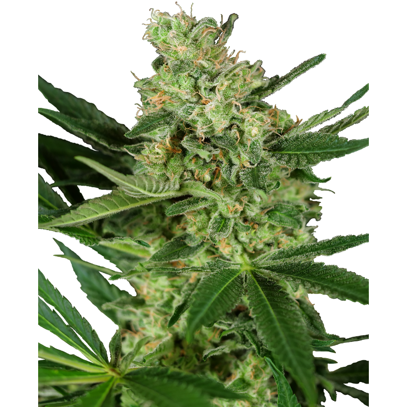 Pumpkin Spice - Féminisée - Sensi Seeds Research