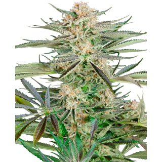 Screwdriver OG - FEM - Sensi Seeds Research