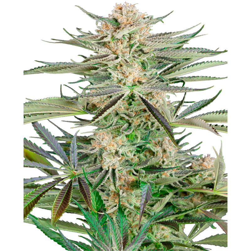 Screwdriver OG - Féminisée - Sensi Seeds Research