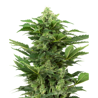 Afghan Pearl CBD - AUTO - Sensi Seeds Research