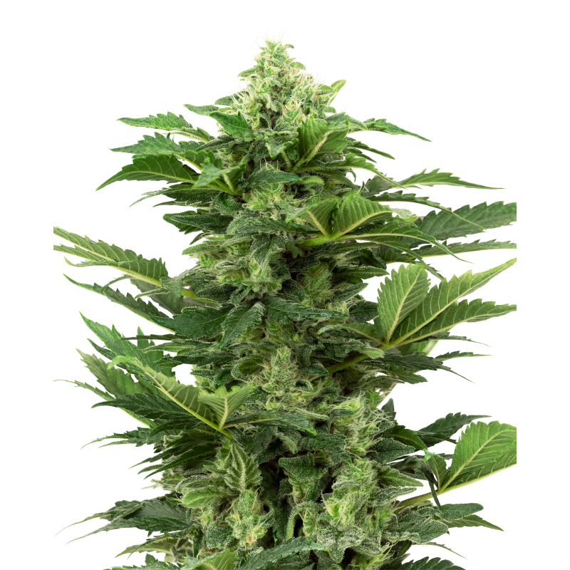 Afghan Pearl CBD - Autofloraison - Sensi Seeds Research
