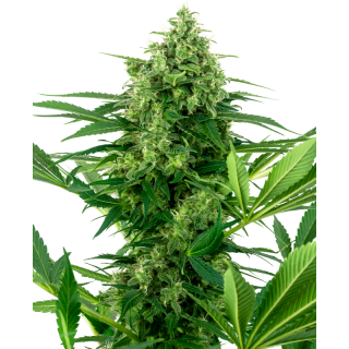 Banana Frosting - Féminisée - Sensi Seeds Research