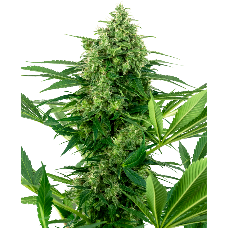 Banana Frosting - Féminisée - Sensi Seeds Research
