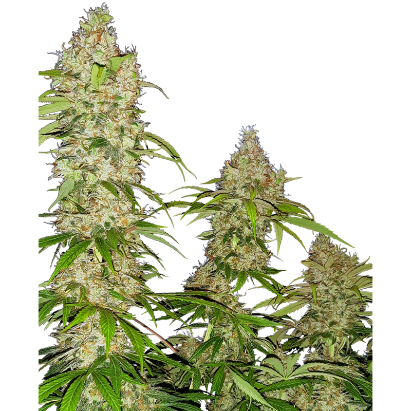 Banana Kush Cake - Féminisée - Sensi Seeds