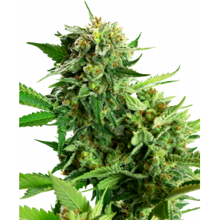 Blackberry Cake FEM - Sensi Seeds Research - ROOTS.FR