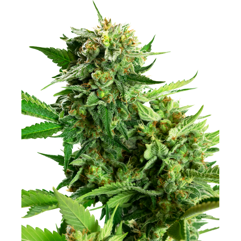 Blackberry Cake FEM - Sensi Seeds Research - ROOTS.FR