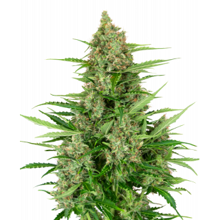 Double Kush Cake - Autofloraison - Sensi Seeds Research