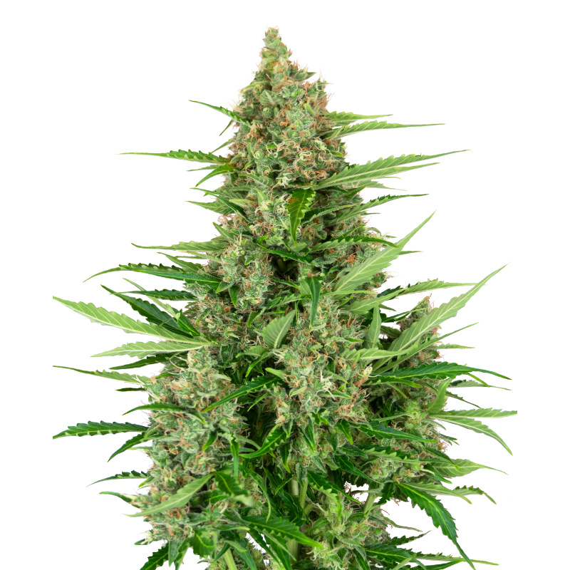 Double Kush Cake - Autofloraison - Sensi Seeds Research