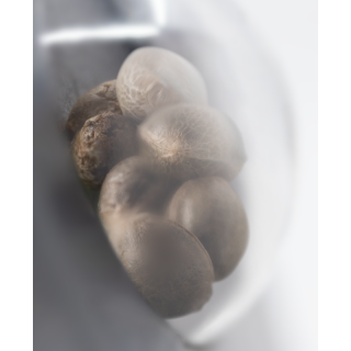 Double Kush Cake - Féminisée - Sensi Seeds Research