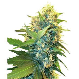 Double Kush Cake - Féminisée - Sensi Seeds Research