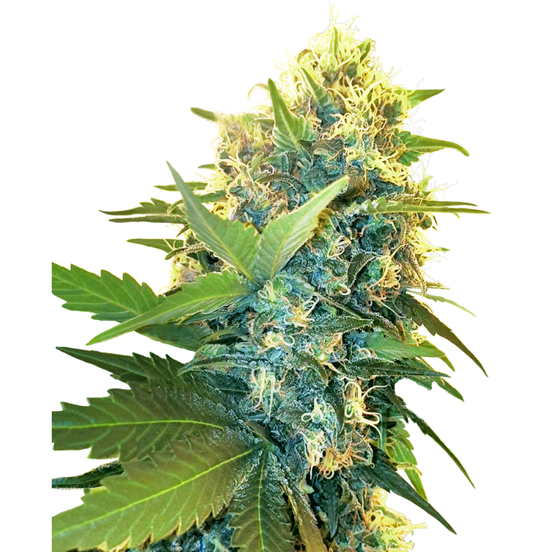 Double Kush Cake - Féminisée - Sensi Seeds Research