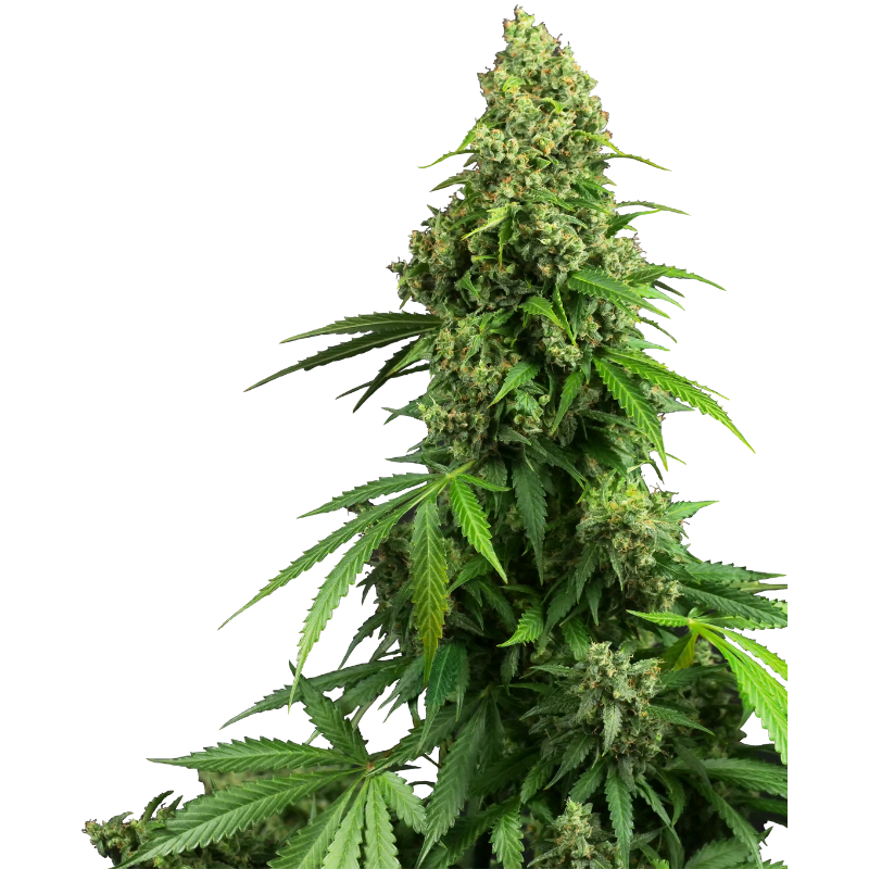 Honey Melon Kush - Autofloraison - Sensi Seeds Research
