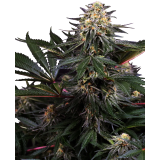Lockdown Kush - Féminisée - Sensi Seeds Research