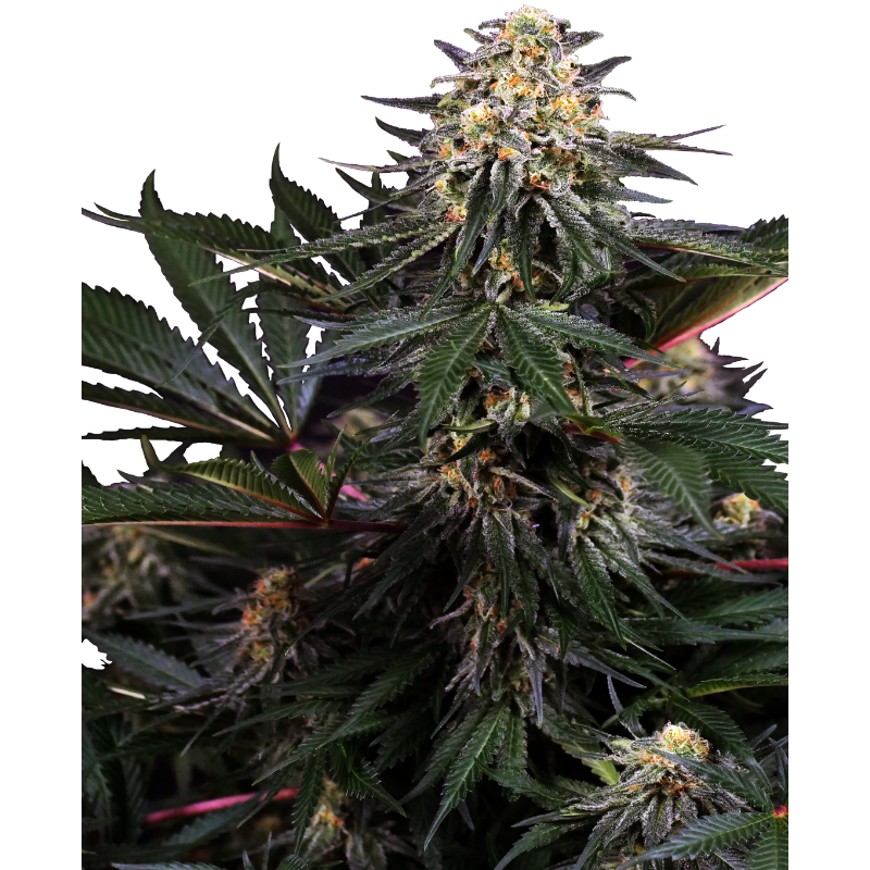 Lockdown Kush - Féminisée - Sensi Seeds Research