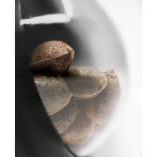 Lockdown Kush - Féminisée - Sensi Seeds Research