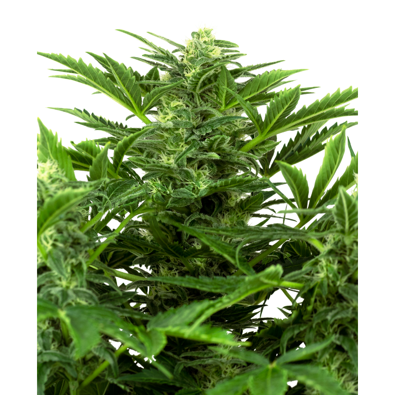 Mandarin Punch - Autofloraison - Sensi Seeds Research