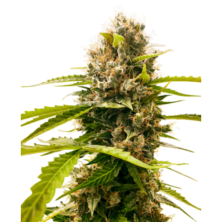 Mandarin Punch - Féminisée - Sensi Seeds Research