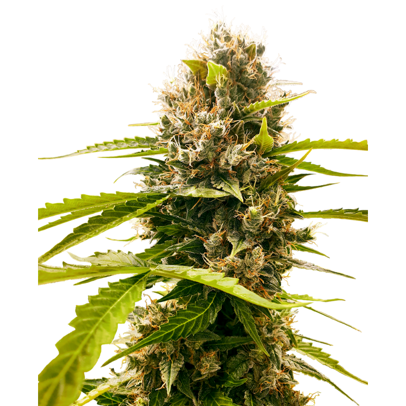 Mandarin Punch - Féminisée - Sensi Seeds Research
