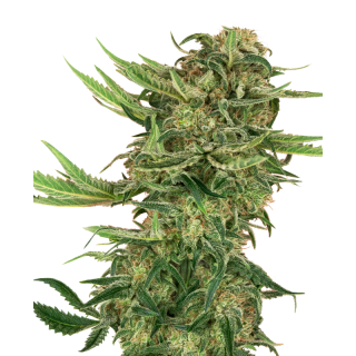 N13 Kush - Féminisée - Sensi Seeds Research