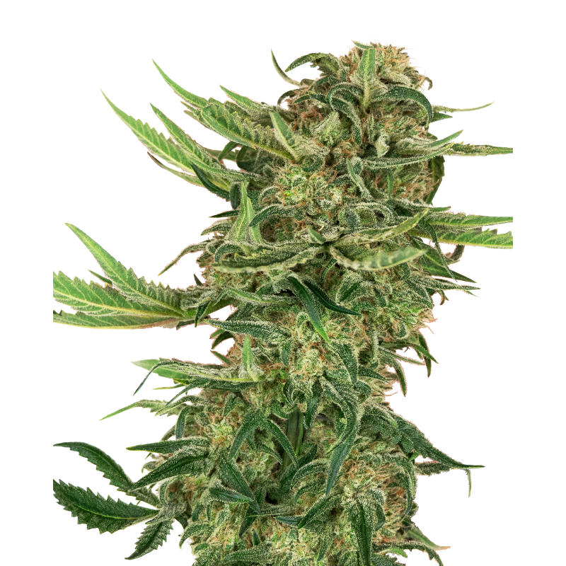 N13 Kush - Féminisée - Sensi Seeds Research