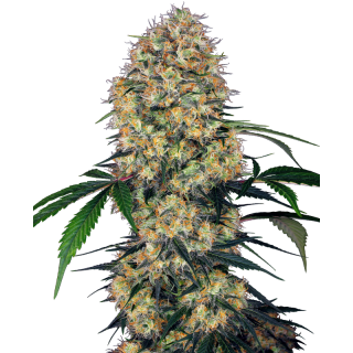 Sensi Amnesia XXL - Autofloraison - Sensi Seeds Research