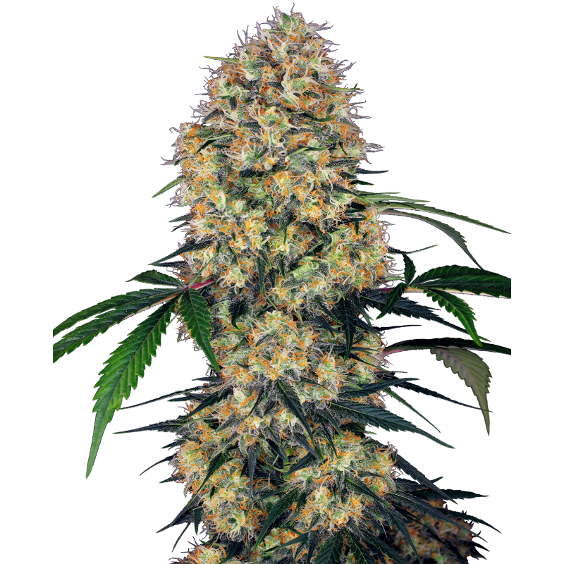 Sensi Amnesia XXL - Autofloraison - Sensi Seeds Research