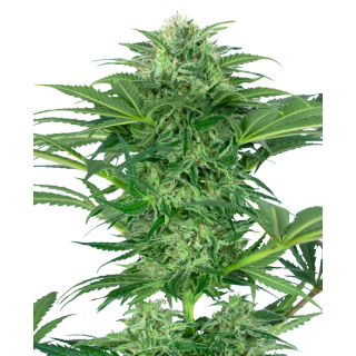 Skunk Dream CBD - Féminisée - Sensi Seeds Research | ROOTS-SEEDS.FR