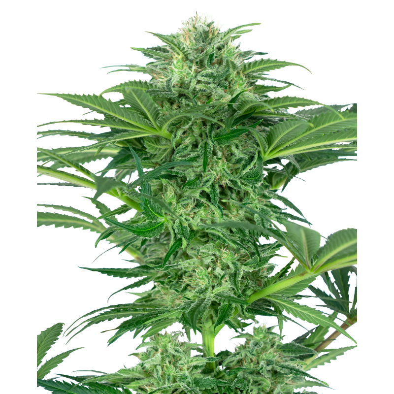 Skunk Dream CBD - Féminisée - Sensi Seeds Research | ROOTS-SEEDS.FR