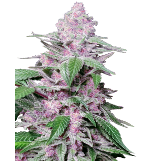 Purple Cookie Kush - Féminisée - Sensi Seeds Research
