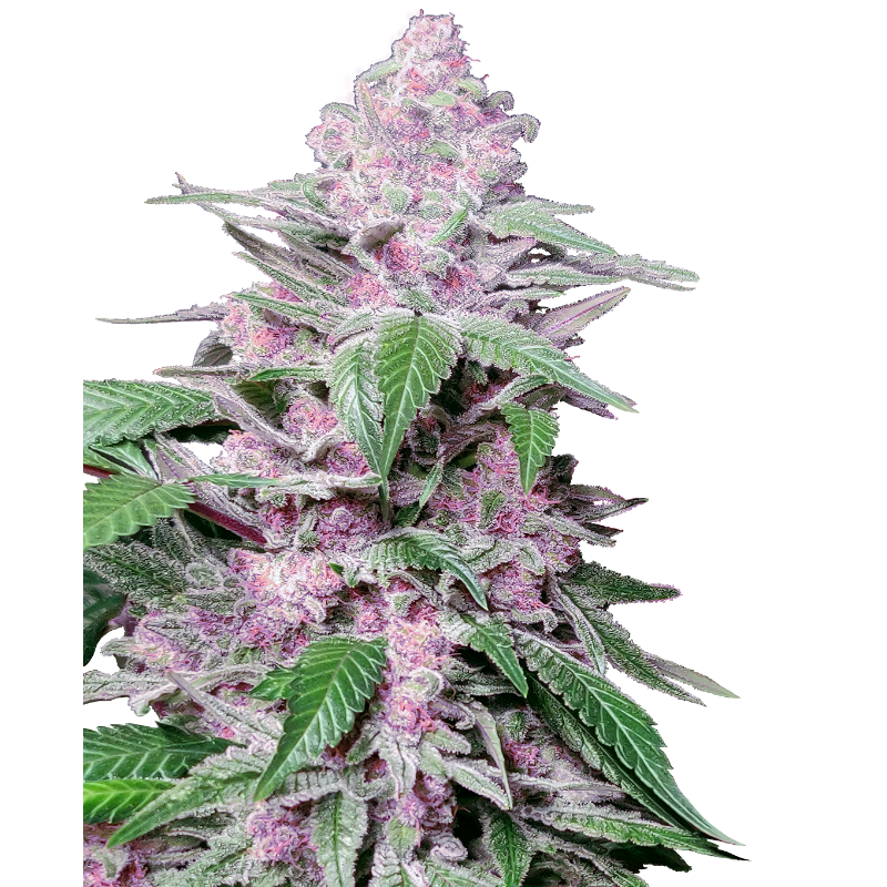 Purple Cookie Kush - Féminisée - Sensi Seeds Research