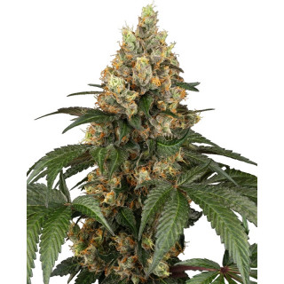 Chocolate Rainbow XXL - FEM - Sensi Seeds