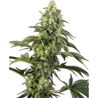 Cosmic Kiss - FEM - Sensi Seeds
