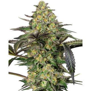 Grapevine Candy - FEM - Sensi Seeds