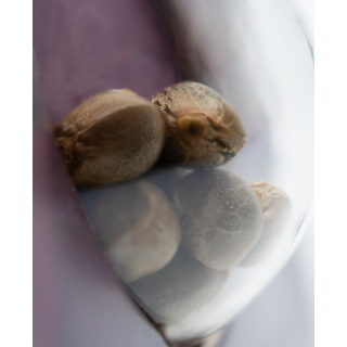 Sensi Purple Kush - Féminisée - Sensi Seeds