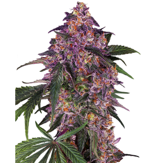 Sensi Purple Kush - FEM - Sensi Seeds