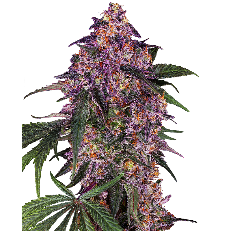 Sensi Purple Kush - Féminisée - Sensi Seeds
