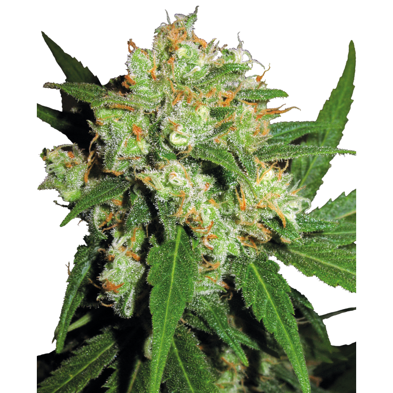 Sensi Skunk - Féminisée - Sensi Seeds Sensi Skunk - Féminisée - Sensi Seeds