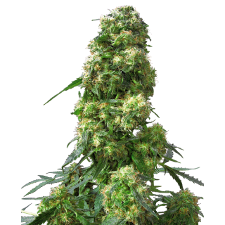 Early Skunk - Féminisée - Sensi Seeds