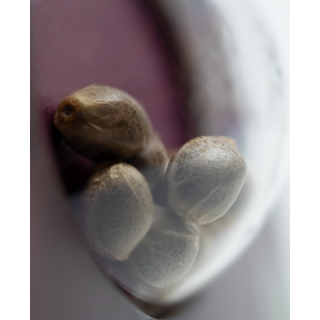Early Skunk - Féminisée - Sensi Seeds