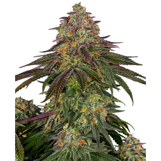 Sweet Cherry Kush - Féminisée - Sensi Seeds