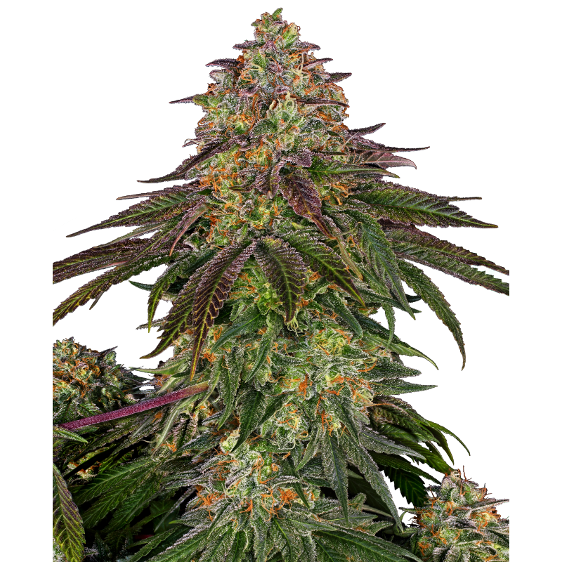 Sweet Cherry Kush - Féminisée - Sensi Seeds