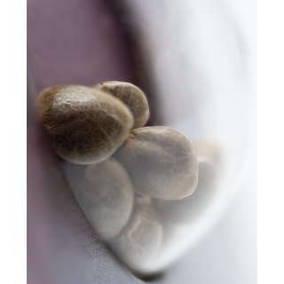 Shiva Skunk - Féminisée - Sensi Seeds