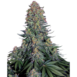 Blue Skunk - Féminisée - Sensi Seeds
