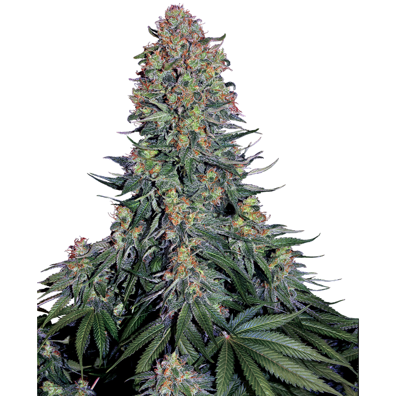 Blue Skunk - Féminisée - Sensi Seeds