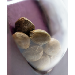 Blue Skunk - Féminisée - Sensi Seeds