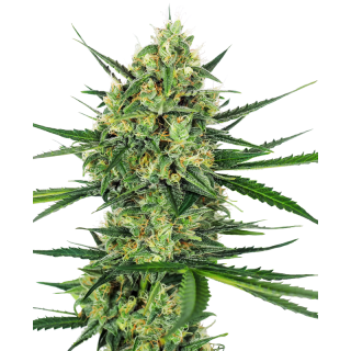 Tangerine Sugar - FEM - Sensi Seeds