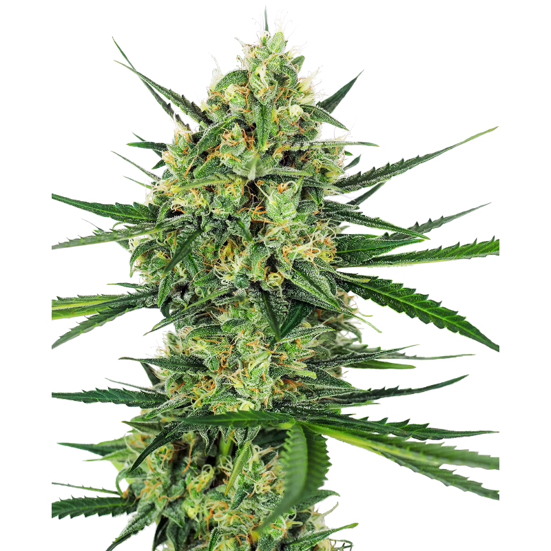 Tangerine Sugar - Féminisée - Sensi Seeds