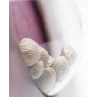 Jamaican Pearl - Féminisée - Sensi Seeds Jamaican Pearl - Féminisée - Sensi Seeds