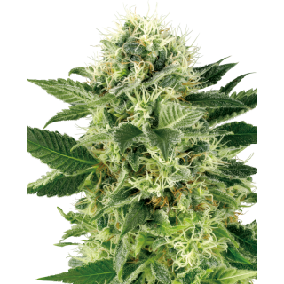 Northern Lights - FEM - White label Sensi Seeds Graines de Collection